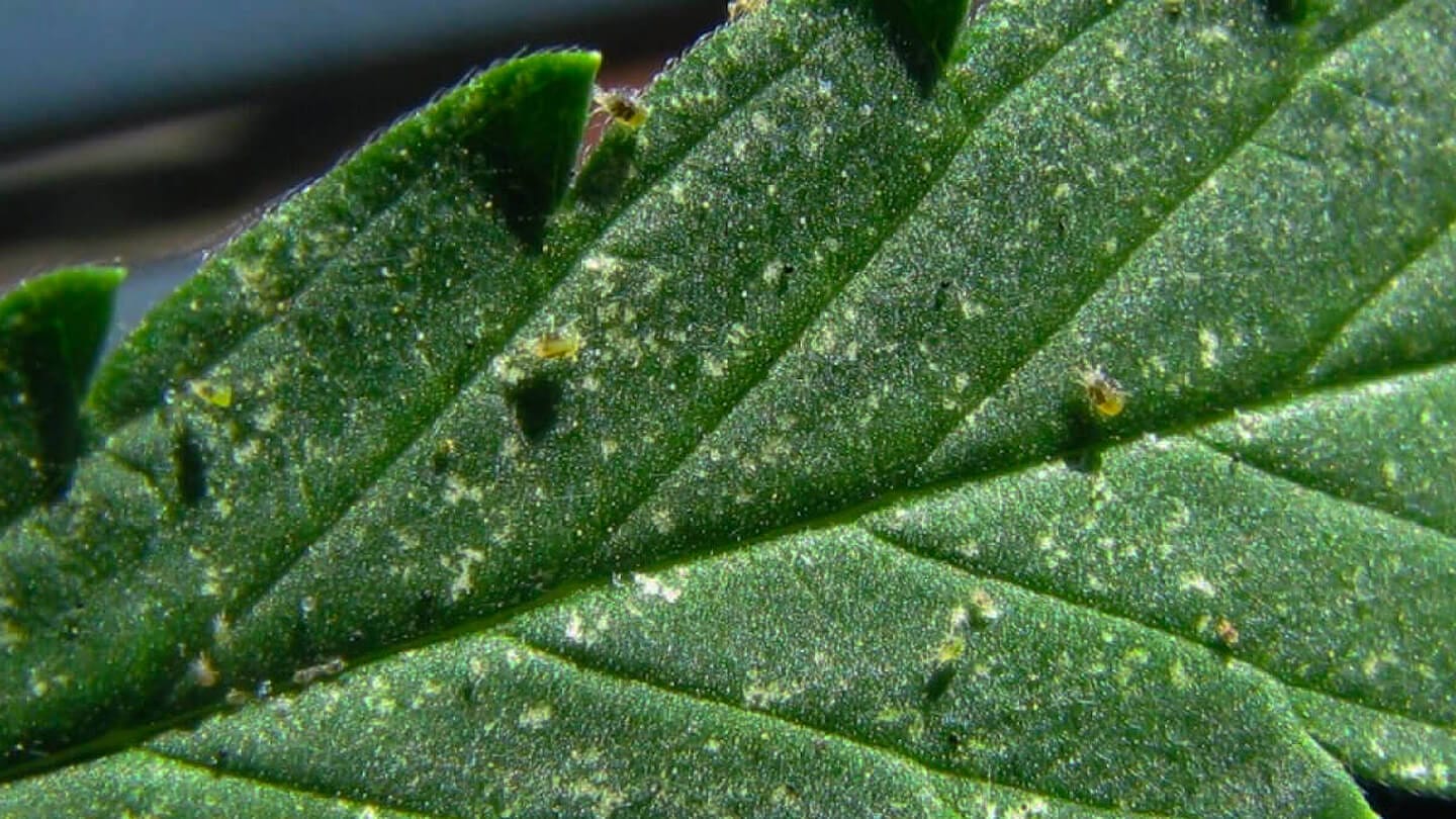 Consultorio de Cannabis | ¿Cuáles son las principales plagas en indoor? + prevención 4 Mamboreta - portada plagas luketa1