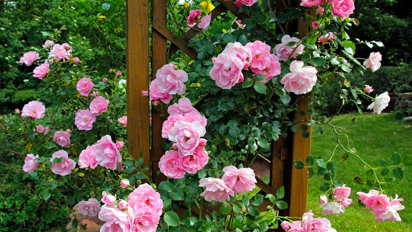 Mamboreta - portada rosal mamboreta