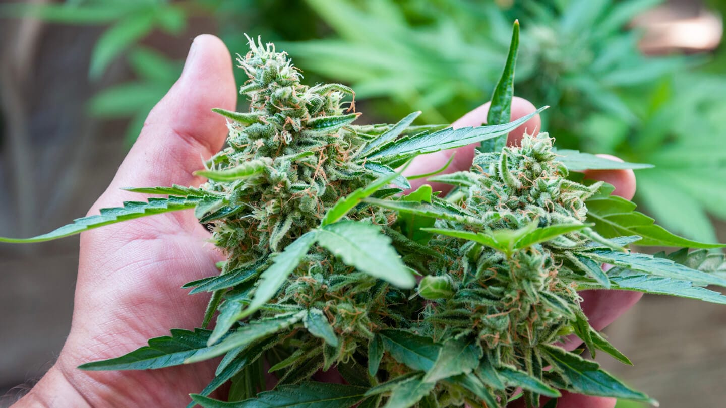 Consultorio de Cannabis: Segunda transmisión completa 4 Mamboreta - portada consultoriodecannabis 2 mamboreta1 1