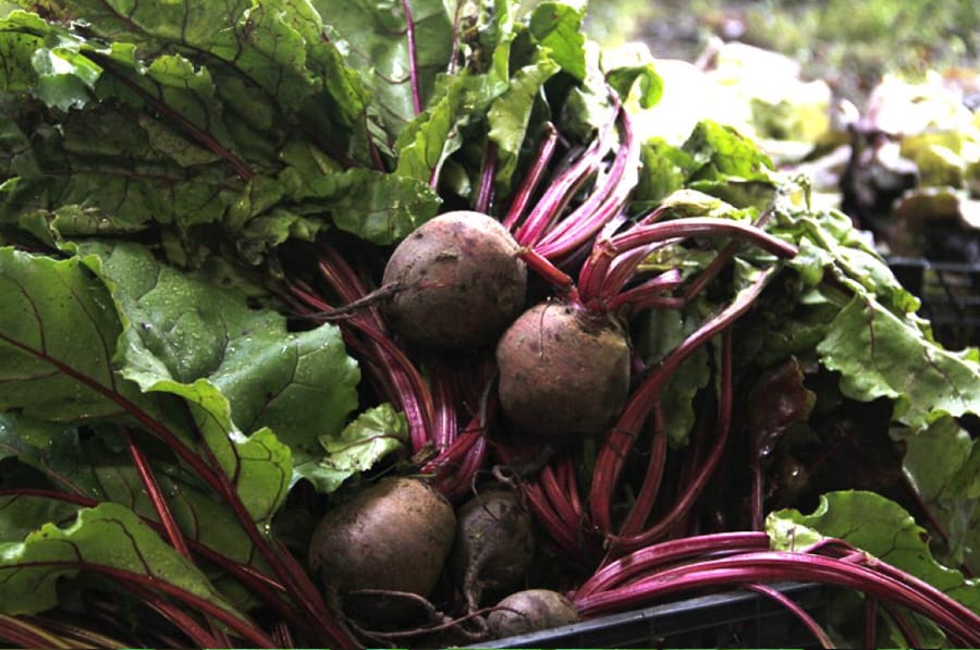 Mamboreta - remolacha