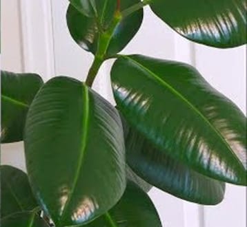 Mamboreta - tratada1