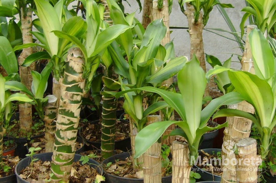 Plantas de interior ¡fáciles de cuidar! 5 Mamboreta - tronco brasil mamboreta