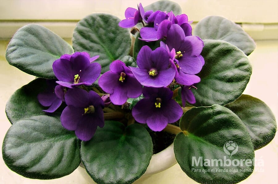 Plantas de interior ¡fáciles de cuidar! 1 Mamboreta - violeta africana mamboreta