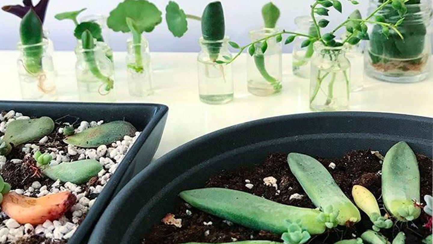 Mamboreta - Portada de comunidad reproduccion de cactus y suculentas por esqueje