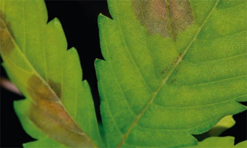 Mildiu 1 Mamboreta - en cannabis