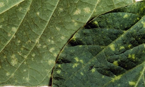 Mildiu 2 Mamboreta - mildiu enves