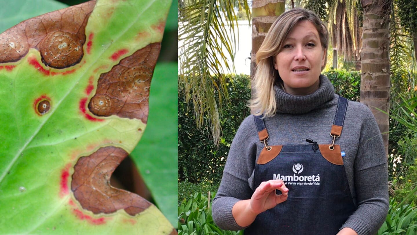 VIDEO | Cómo identificar y evitar ataques fúngicos 7 Mamboreta - Portada ataques fungicos prevenir mamboreta bielous