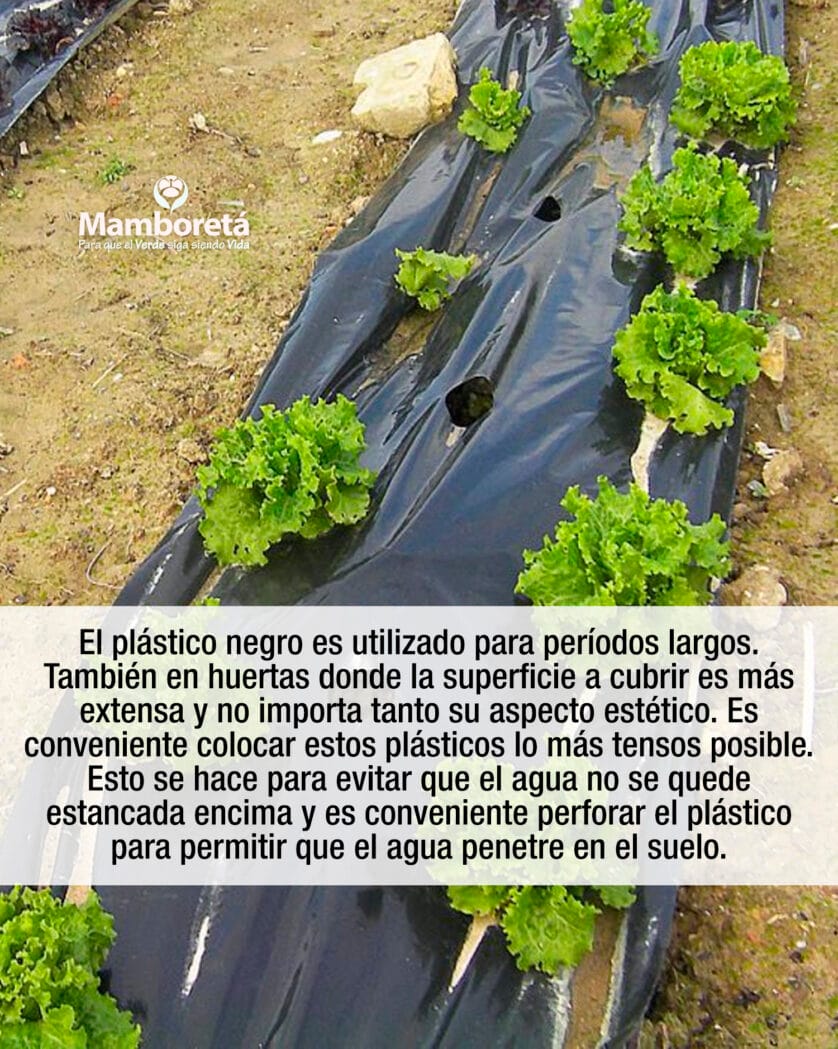 Huerta: ¿Sabés lo que es Mulching? 1 Mamboreta - Mulching 2