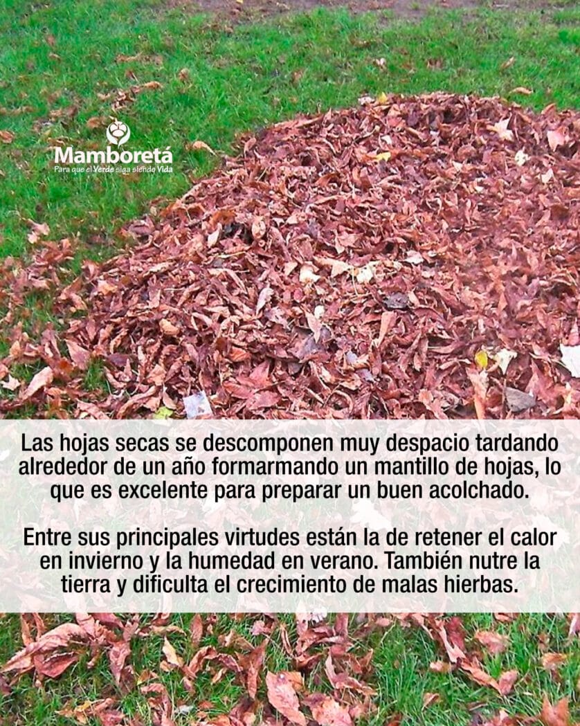 Huerta: ¿Sabés lo que es Mulching? 2 Mamboreta - Mulching 3