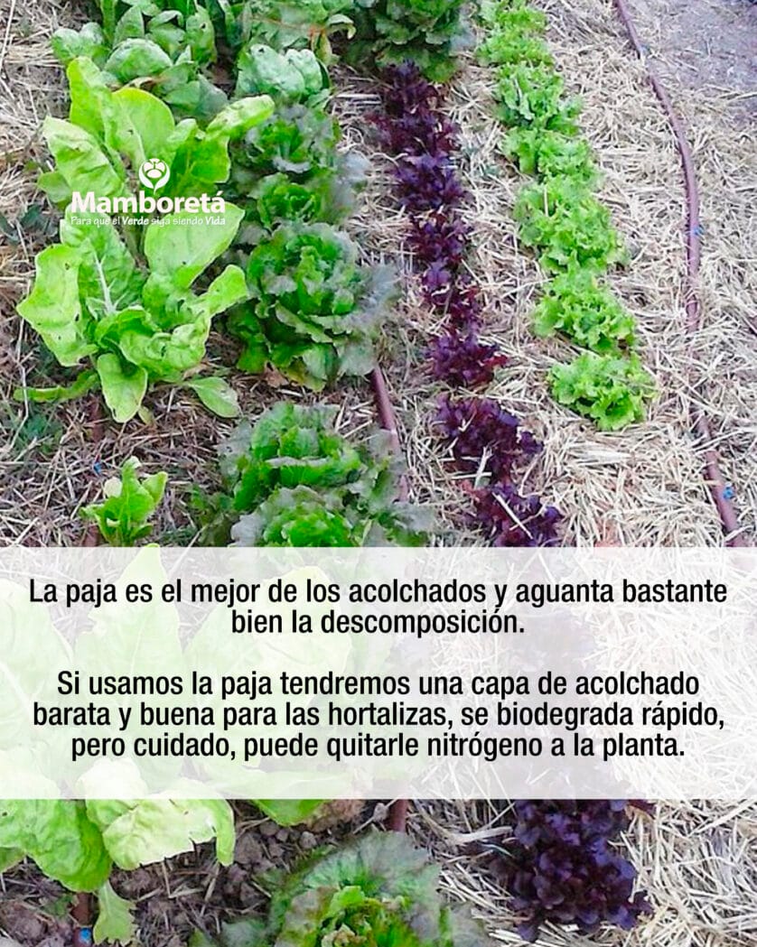 Huerta: ¿Sabés lo que es Mulching? 3 Mamboreta - Mulching 4