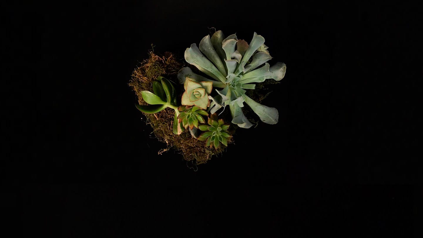 Video tutorial: Corazón Suculento (Kokedama) para San Valentín 6 Mamboreta - portada kokedama corazon suculentas mamboreta dos cactus bielous