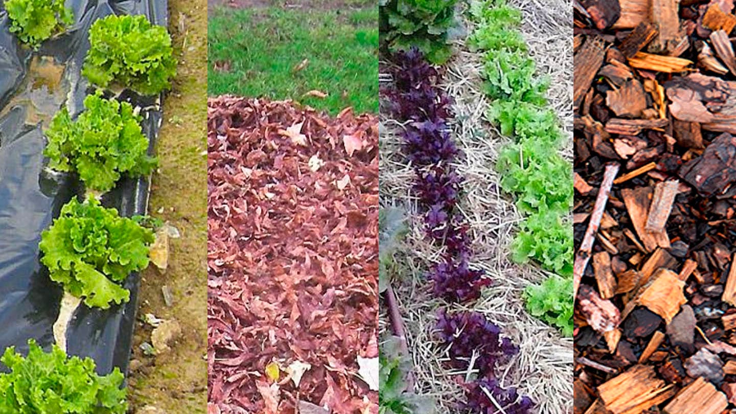 Huerta: ¿Sabés lo que es Mulching? 2 Mamboreta - portada mulching mamboreta