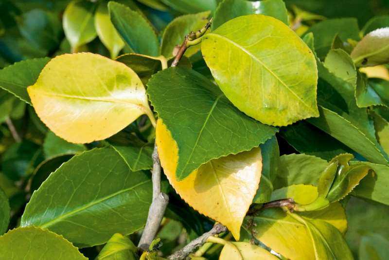 Plantas de Interior: Fertilización y Nutrición 1 Mamboreta - Carencia nitrogeno plantas mamboreta