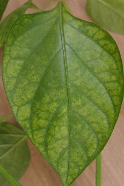 Clorosis 1 Mamboreta - Clorosis hoja mamboreta smarter