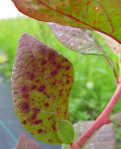 Plantas de Interior: Fertilización y Nutrición 6 Mamboreta - Deficiencia de Calcio1