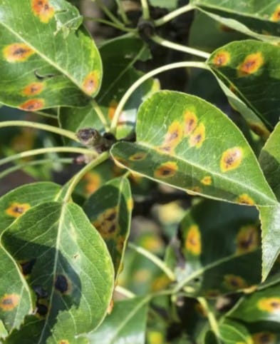 Plantas de Interior: Fertilización y Nutrición 7 Mamboreta - Deficiencia de Calcio2