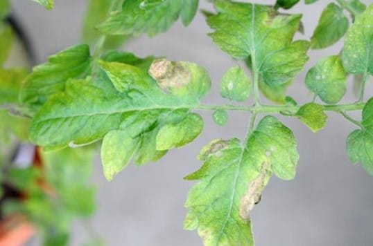 Plantas de Interior: Fertilización y Nutrición 3 Mamboreta - Deficiencia de Fosforo