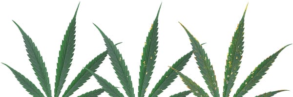 Plantas de Interior: Fertilización y Nutrición 5 Mamboreta - Deficiencia de Magnesio