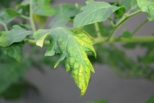 Plantas de Interior: Fertilización y Nutrición 4 Mamboreta - Deficiencia de Potasio