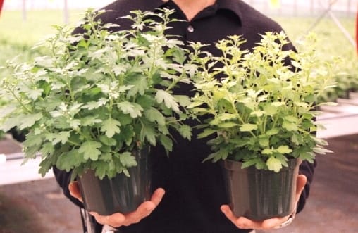 Plantas de Interior: Fertilización y Nutrición 2 Mamboreta - Deficiencia de azufre