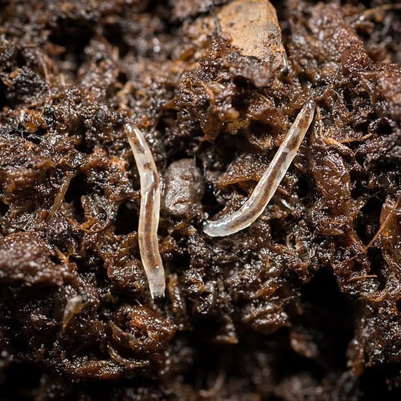 Mamboreta - Mosca mantillo mamboreta larva