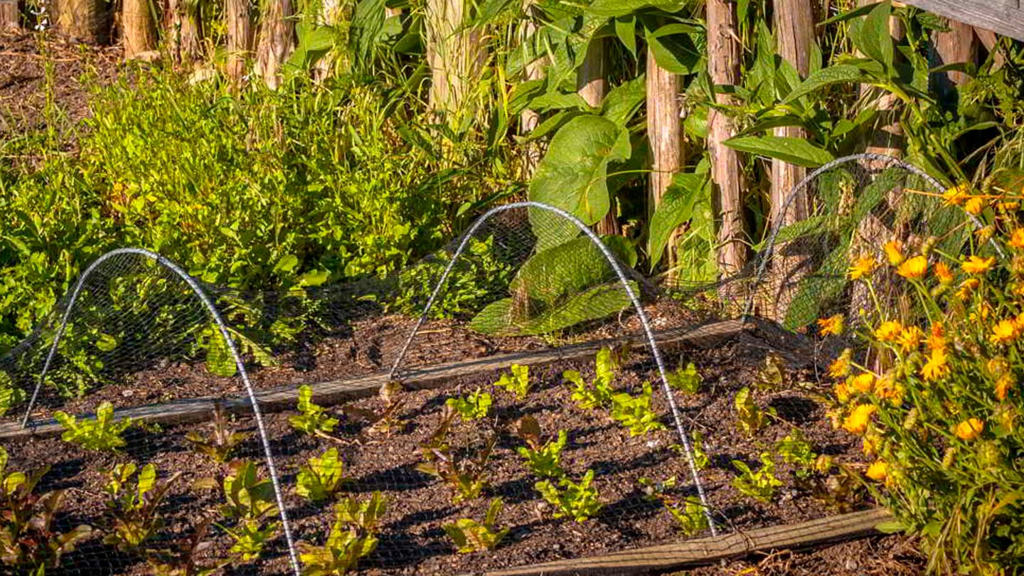 Tips para planificar tu huerta 2 Mamboreta - Portada de soluciones tips huerta