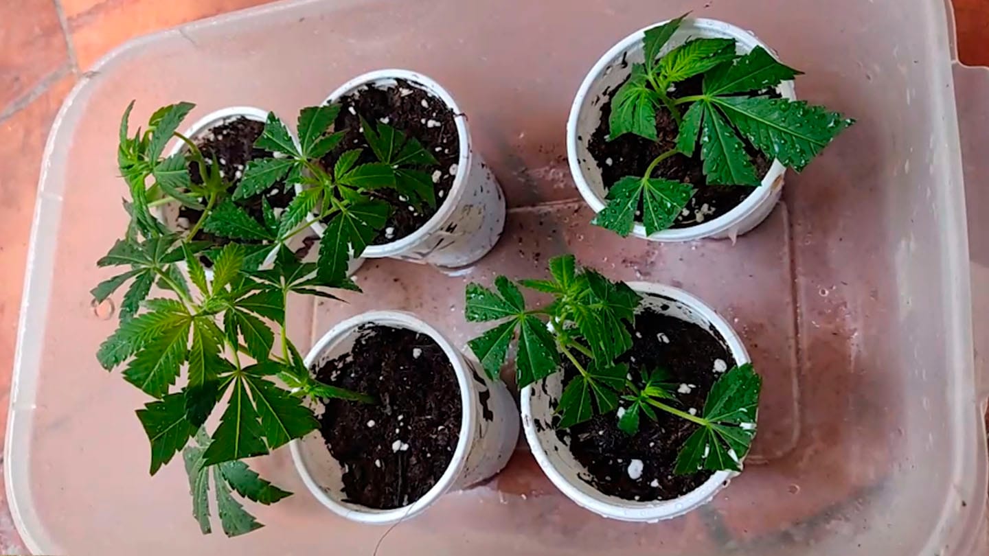 VIDEO: Clones en verano, cómo hacer y cuidar esquejes | Consultorio de Cannabis 1 Mamboreta - Portada clone cuidar esqueje cannabis luketa