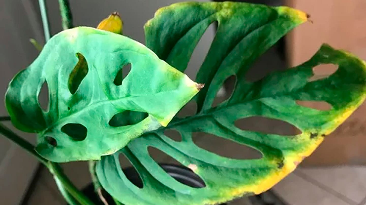 Plantas de Interior: Fertilización y Nutrición 3 Mamboreta - Portada clorosis monstera amarilla hoja