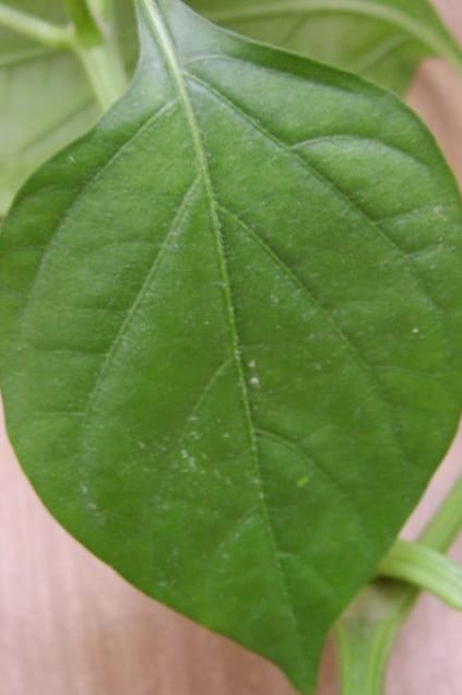 Clorosis 2 Mamboreta - hoja sana clorosis mamboreta smarter