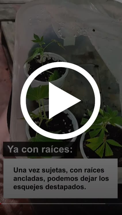 VIDEO: Clones en verano, cómo hacer y cuidar esquejes | Consultorio de Cannabis 1 Mamboreta - play keta farms mamboreta