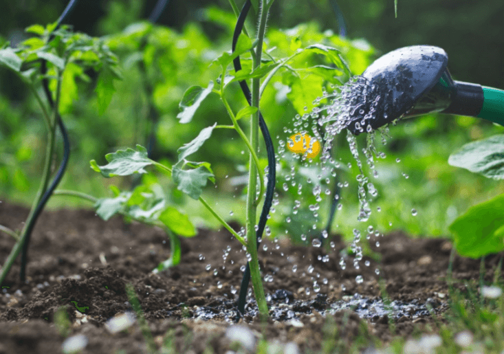 Tips para planificar tu huerta 1 Mamboreta - riego huerta