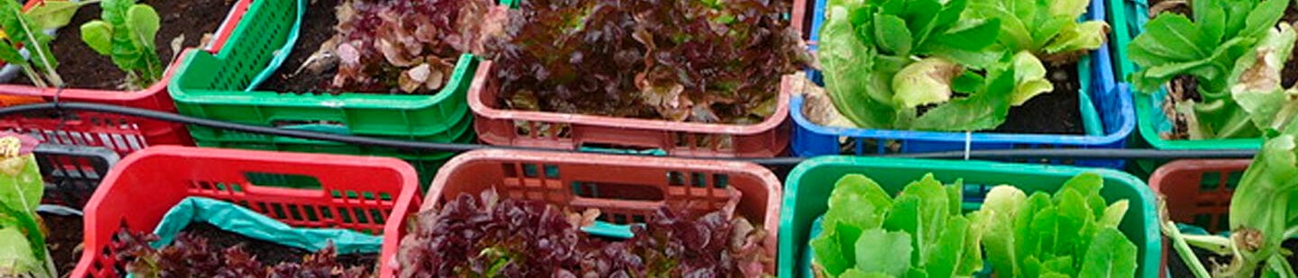 Mamboreta - verduras cajon huerta mamboreta scaled