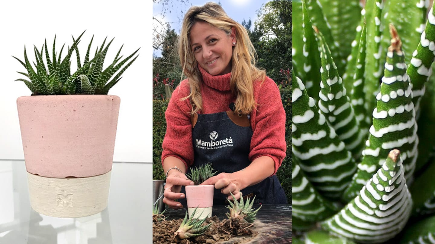 VIDEO | División por mata de Haworthia Fasciata 5 Mamboreta - Hawothia Repo