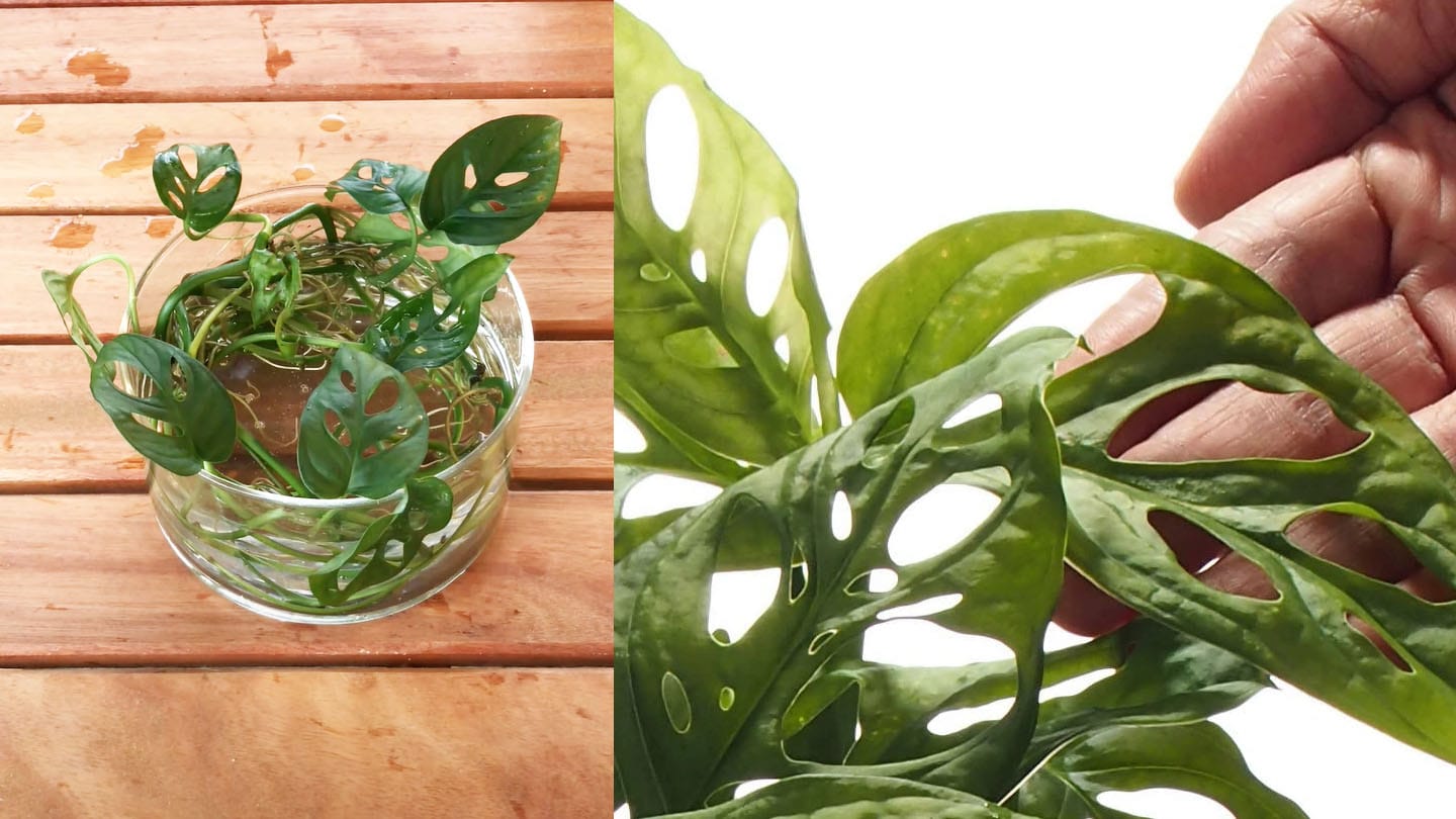 VIDEO | Arreglo de vidrio con Monstera Adansonii 2 Mamboreta - portada adansonii arreglo