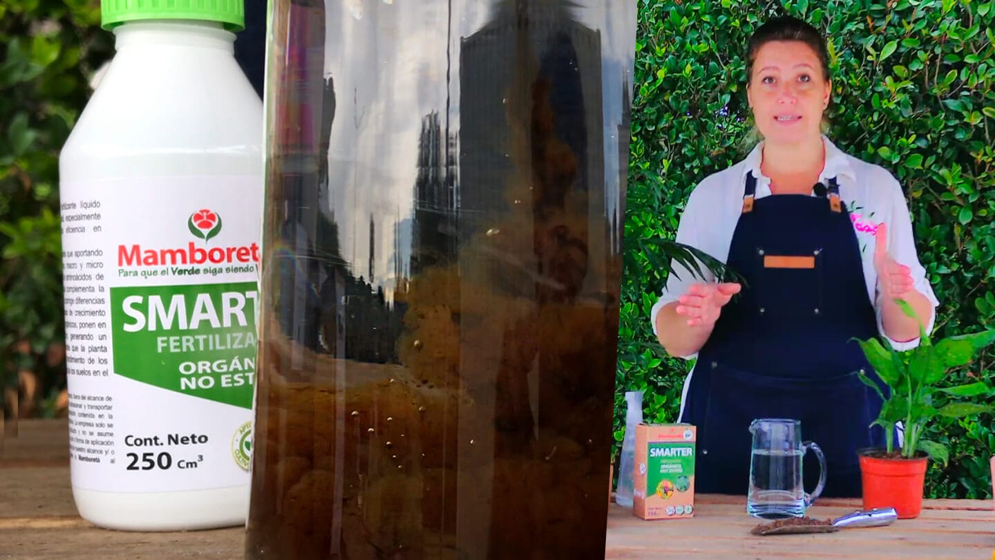 VIDEO | ¿Cuándo y cómo debo fertilizar mis plantas? 5 Mamboreta - portada fertilizar organico plantas mamboreta smarter bielous