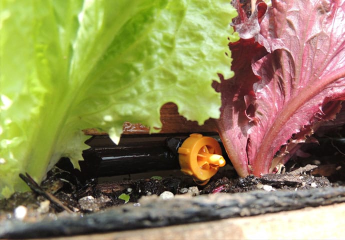 Mamboreta - huerta riego goteo