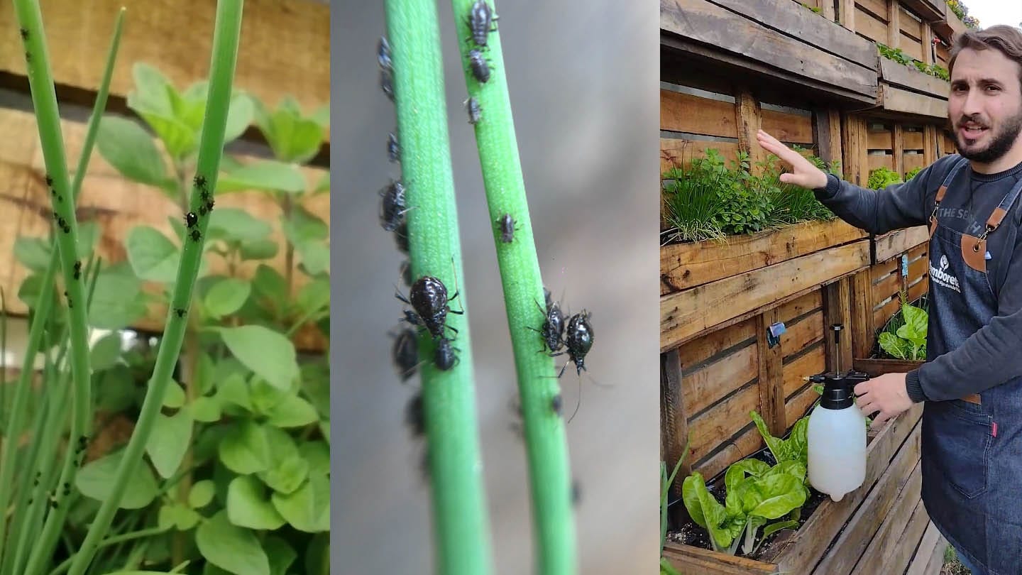 Mamboreta - portada pulgones organico insecticida huerta mamboreta