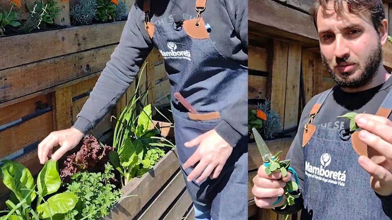 Mamboreta - portada tips cosecha mamboreta huerta