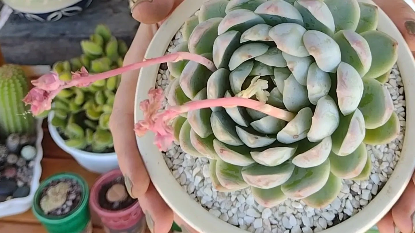 Mamboreta - transplante suculenta hongo
