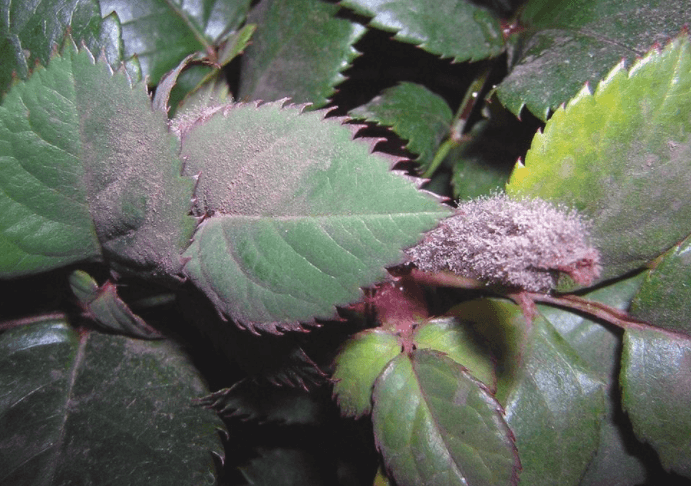 VIDEO | OÍDIO en ROSAL: control BIOLÓGICO y NATURAL para más de 3 enfermedades foliares 3 Mamboreta - botrytis rosal mamboreta biotrap