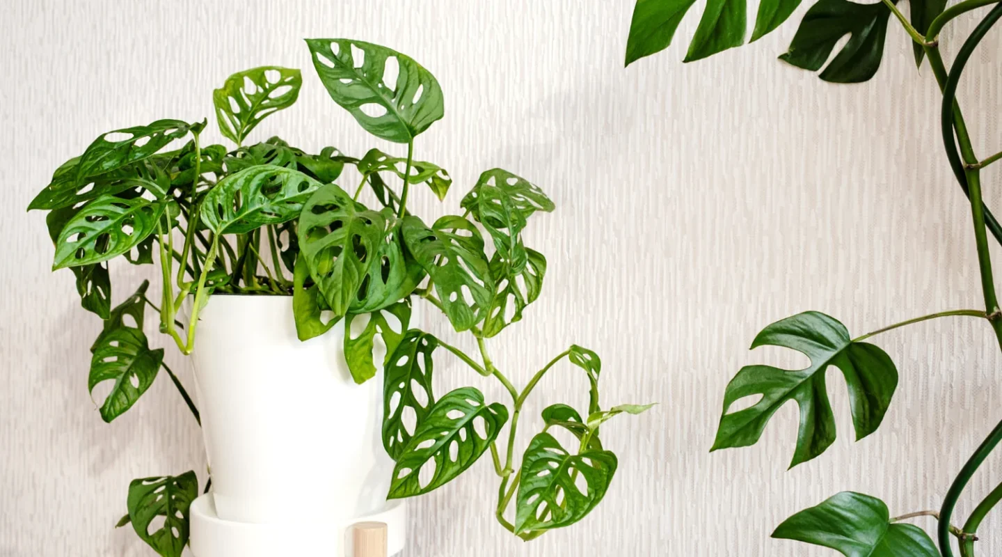 Mamboreta - monstera adansonii portada scaled
