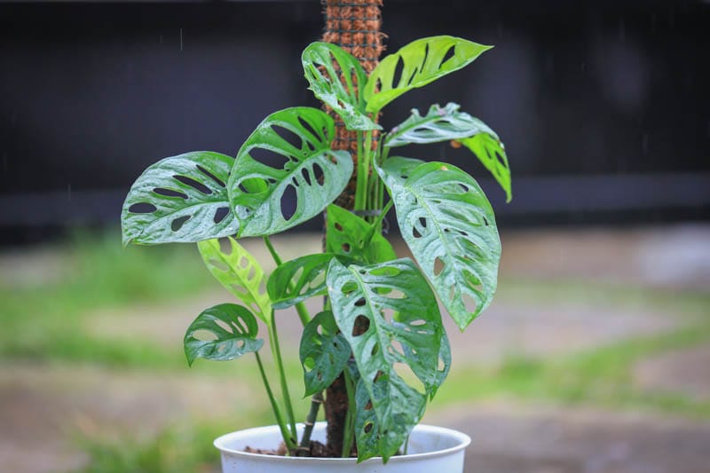 Monstera Adansonii: Cuidados 1 Mamboreta - monstera adansonii