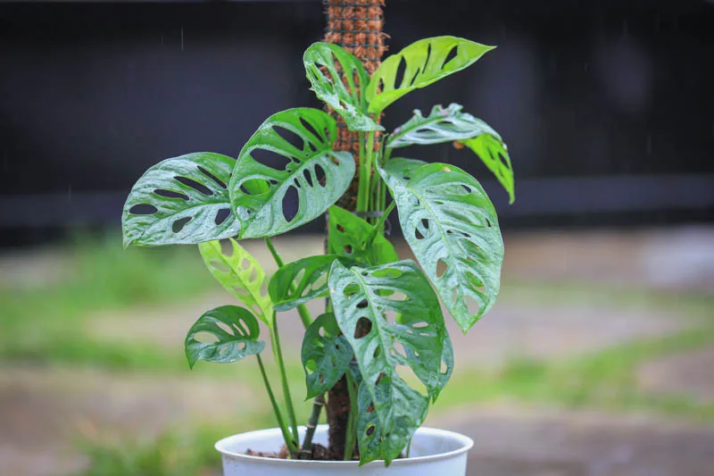 Monstera Adansonii: Cuidados - Mamboreta