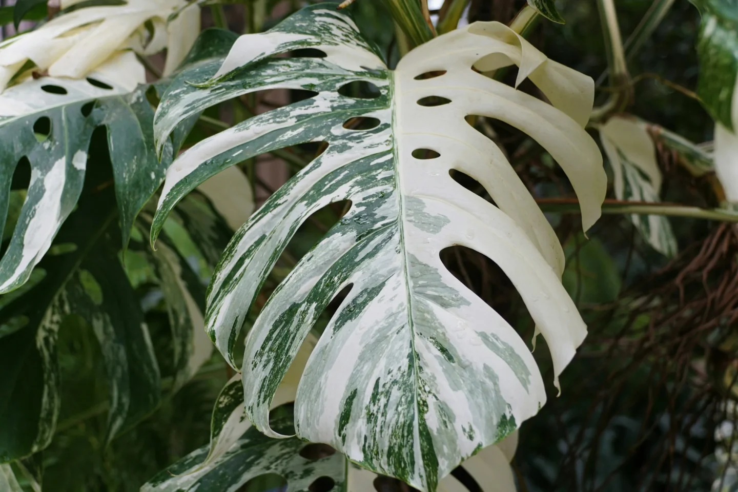 Monstera Variegada: Cuidados 3 Mamboreta - monstera variegada portada scaled