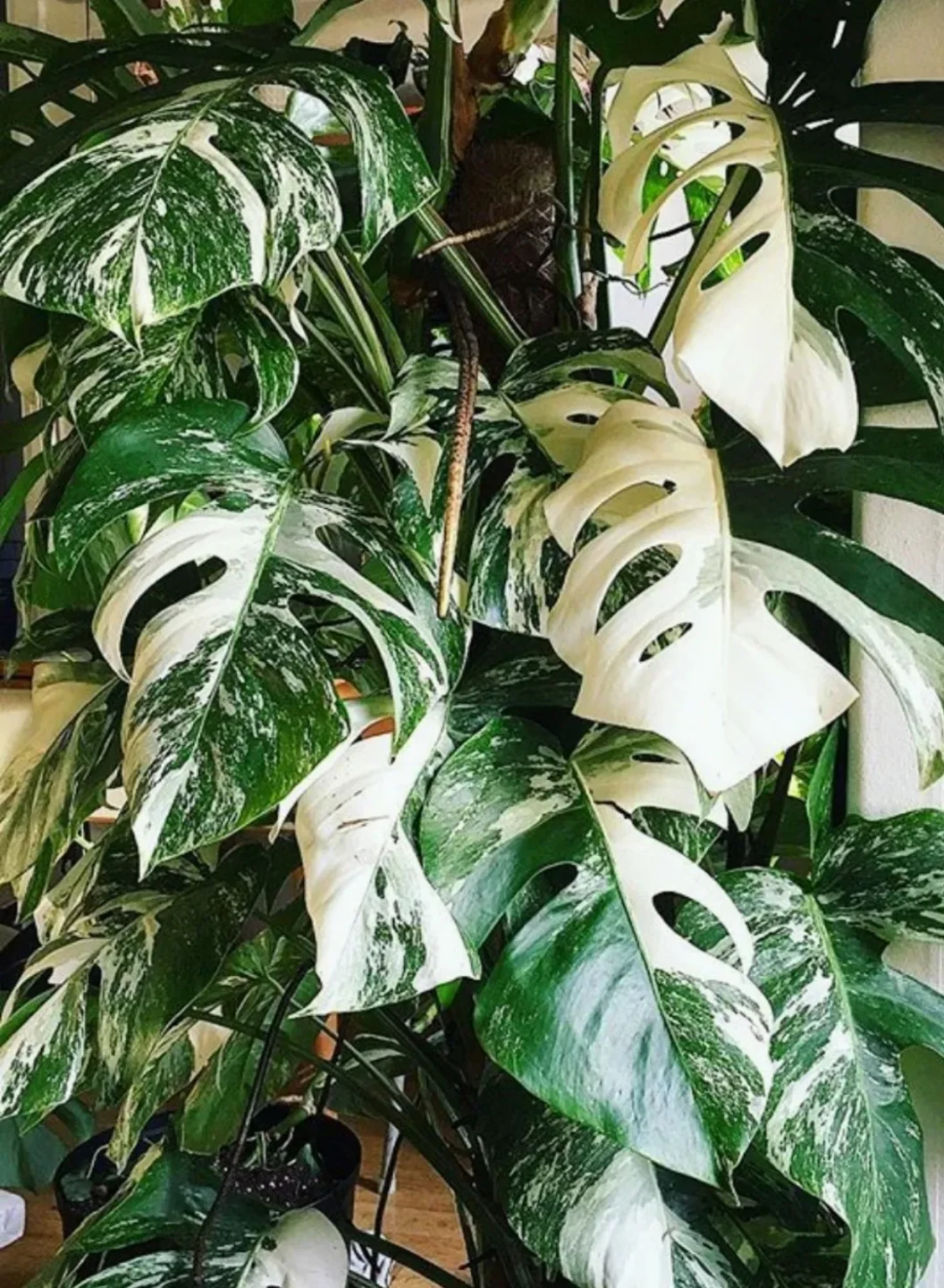 Mamboreta - monstera variegada scaled