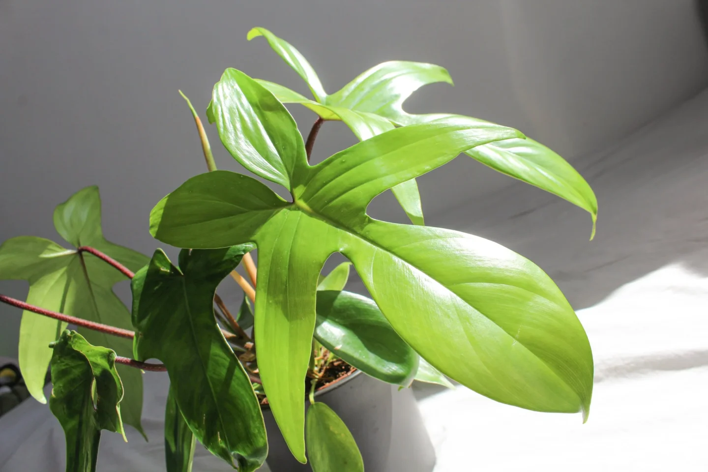 Philodendron Florida: Cuidados 2 Mamboreta - philodendron florida portada scaled