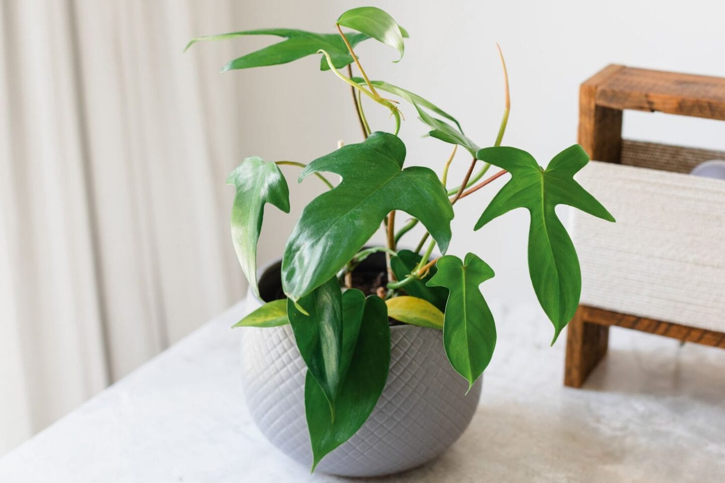 Philodendron Florida: Cuidados 1 Mamboreta - philodendron florida scaled