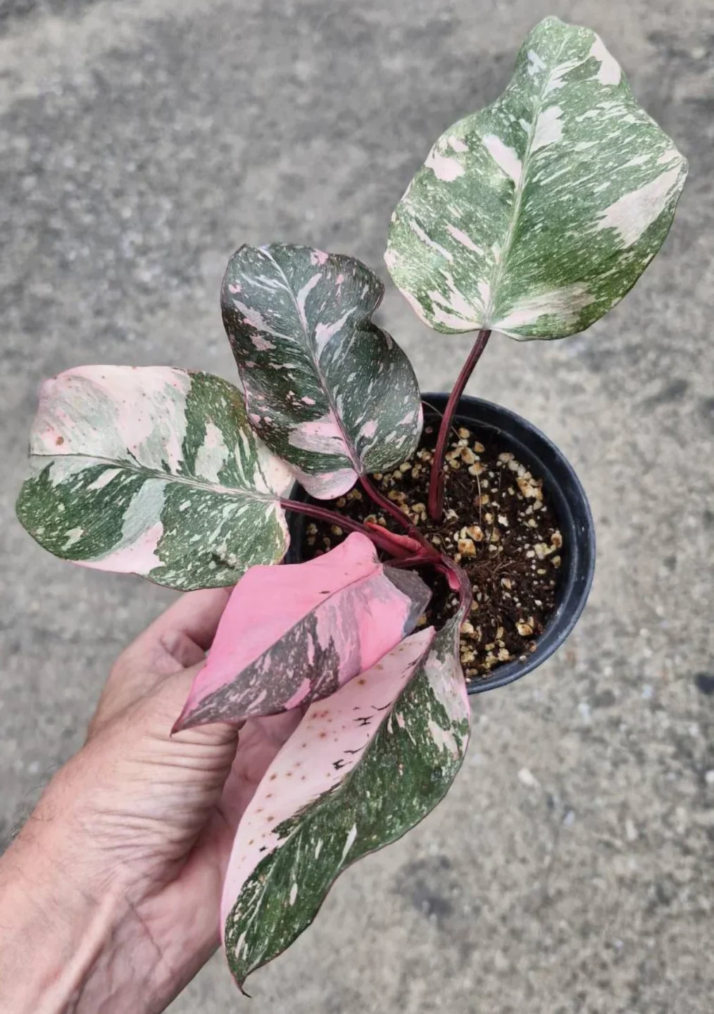 Philodendron Pink Princess: Cuidados 1 Mamboreta - philodendron pink princess pagina scaled