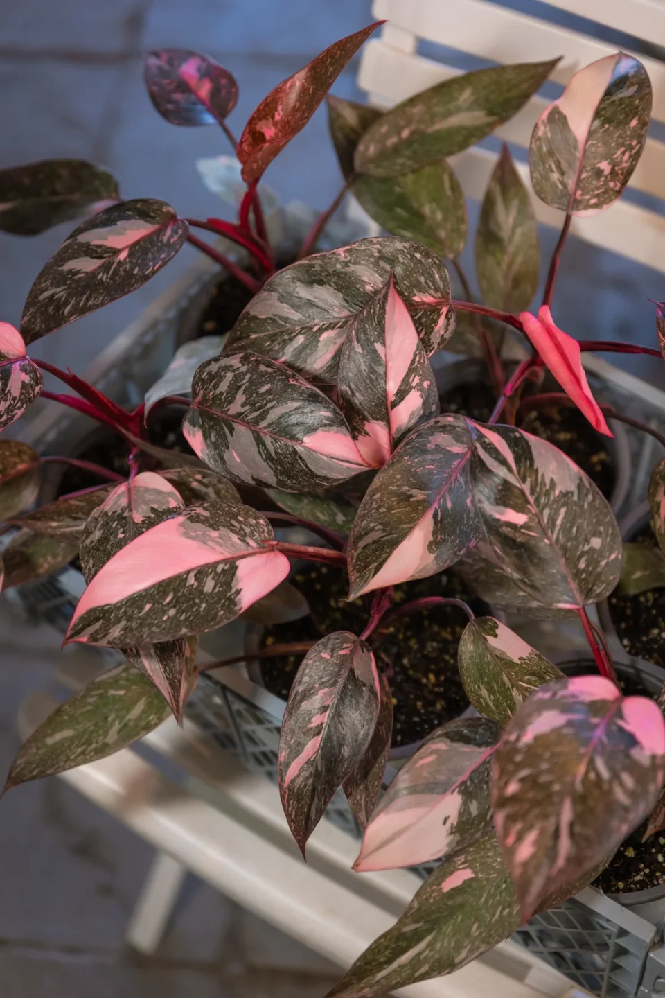 Philodendron Pink Princess: Cuidados 5 Mamboreta - philodendron pink princess portada scaled