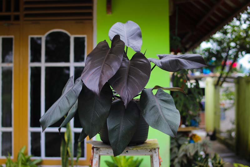 Philodendron Royal Queen: Cuidados 1 Mamboreta - philodendron royal queen portada
